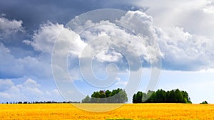 Wheat field and clouds