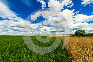 Wheat field with cloudy sky at autumn sunny day