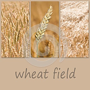 Wheat field collage photo