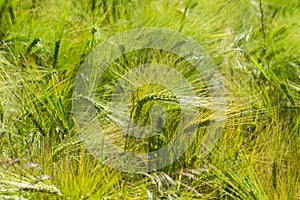 Wheat field - colorized photo