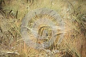 Wheat field - colorized photo