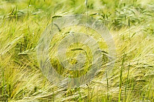 Wheat field - colorized photo