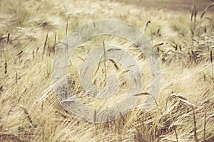 Wheat field - colorized photo