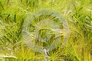 Wheat field - colorized photo
