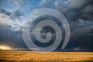 Wheat Field with Coming Storm