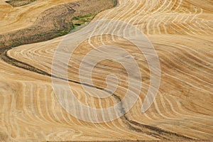 Wheat Field Contours, Palouse, Washington