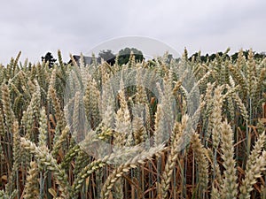 Wheat field corn