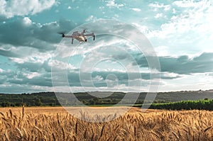 Wheat field and corn crop land, concept of using drones in agriculture