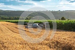 Wheat field and corn crop land, concept of using drones in agriculture