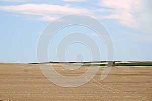 wheat field in the countryside on a beautiful summer afternoon in sevilla, with alpacas and clouds included