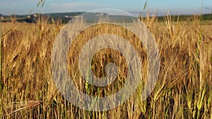 Wheat field in countryside, close up. field of wheat blowing in the wind at sunny spring day. young and green spikelet