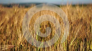 Wheat field in countryside, close up. Field of wheat blowing in the wind at sunny spring day. Young and green spikelet