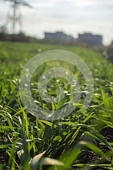 Wheat field in countryside. Harvest. Agriculture.Crop on farm