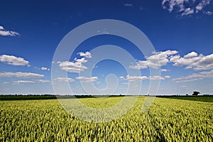 Wheat field and countryside scenery. Wheat Field and Clouds. Green Wheat field on sunny day, Blue sky