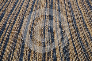 Wheat Field Covered With Frost