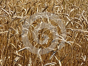 Wheat Field Crop
