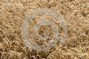 Wheat Field Crop Background