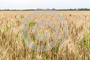 Wheat Field Crop Background