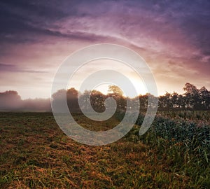 Wheat field, crop and misty environment in nature or grain harvesting in grassland countryside, grass or sunset. Forest