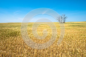 Wheat Field, Crops, Farming, Agriculture