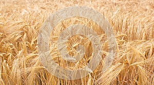 Wheat field crops. Golden wheat ears or barley harvest background. Wheat grain field farm - ripe grains, bran, agro. Organic food