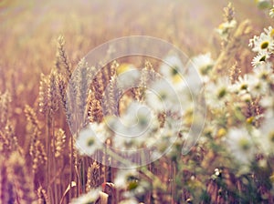 Wheat field and daisy flower