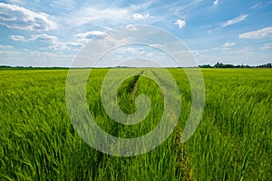 Wheat field, developing wheat, beautiful golden wheat field, cultivated agricultural land