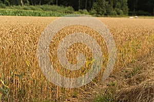 Wheat field. Diest, Belgium