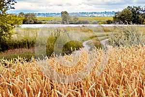 A wheat field and a dirt road near the river. Cultivation of wheat