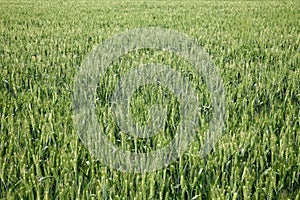 Wheat field in earing period photo