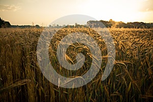 Wheat field in the early morning