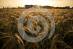 Wheat field in the early morning