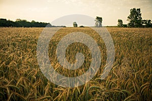 Wheat field in the early morning