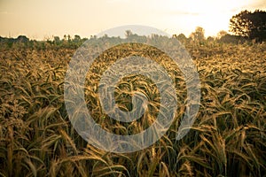 Wheat field in the early morning