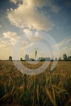 Wheat field in the early morning