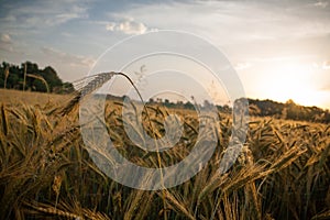 Wheat field in the early morning