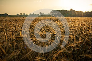 Wheat field in the early morning