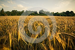 Wheat field in the early morning