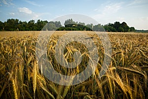 Wheat field in the early morning