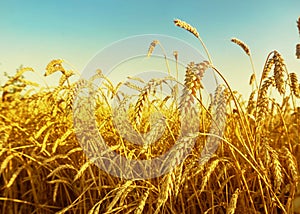 Wheat field early in the morning