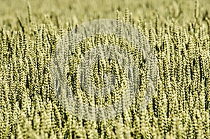 Wheat field in early summer