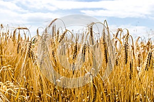 Wheat field, ears