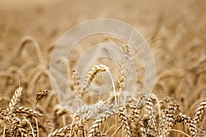 Wheat field. Ears of beautiful ripe golden wheat close up. Harvest time. Agricultural wheat or rye field background. Space for tex