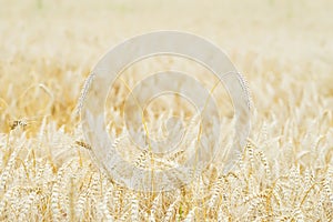 Wheat field, ears of cereals in the hot summer noon, selective focus