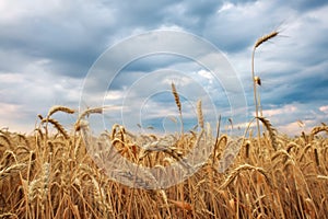 Wheat field. Ears of golden wheat close up. Beautiful Nature Sunset Landscape. Rural Scenery. Background of ripening ears of