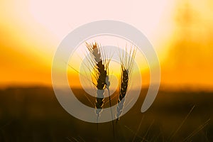 Wheat field. Ears of golden wheat close up. Beautiful Nature Sunset Landscape. Rural Scenery under Shining Sunlight.