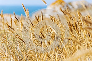 Wheat field. Ears of golden wheat close up.