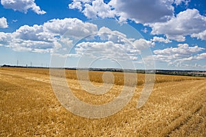 Pšenica uši z zlatý zrelý pšenica úroda pšenica 