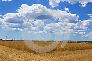 Wheat field, ears of golden ripe wheat, harvesting, sloping wheat