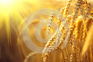 Wheat field. Ears of golden wheat